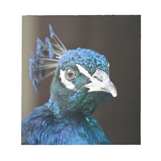 Pfau Notizblock (Vorderseite)