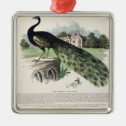 Pfau Ornament Aus Metall (Vorne)