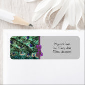 Pfau, Pfau, Pfau Schwanz, Federn (Insitu)