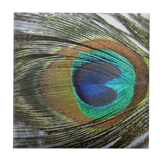Pfau-Pfau versieht Tierfliese mit Federn Fliese (Vorderseite)