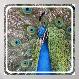 Pfau-Plakat-Druck Poster