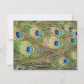 Pfau Plumes Hochzeits-Einladung Einladung (Rückseite)