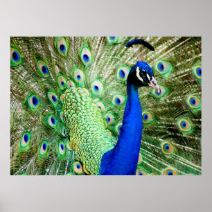 Pfau Poster