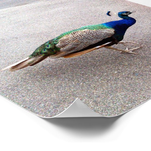 Pfau, Poster (Ecke)