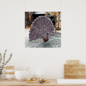 Pfau Poster (Küche)