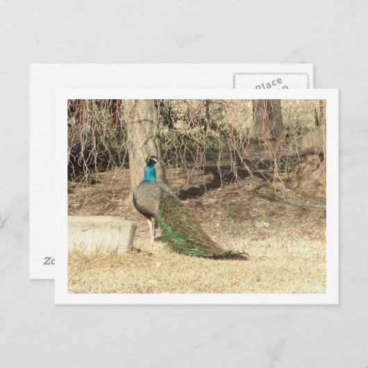 Pfau Postkarte (Vorne/Hinten)