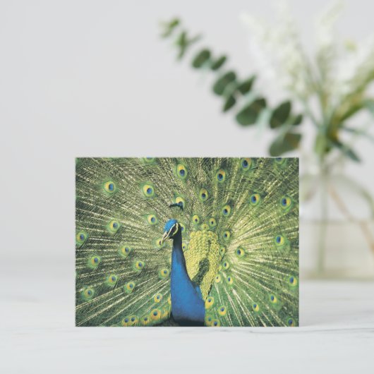 Pfau Postkarte (Stehend Vorderseite)