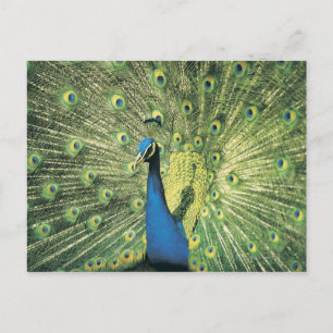 Pfau Postkarte