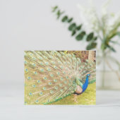 Pfau Postkarte (Stehend Vorderseite)