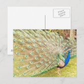 Pfau Postkarte (Vorne/Hinten)