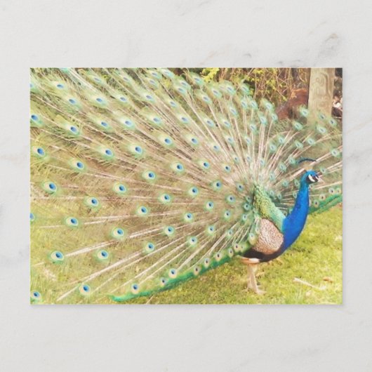 Pfau Postkarte (Vorderseite)