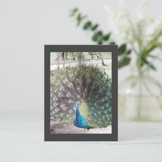 Pfau Postkarte (Stehend Vorderseite)