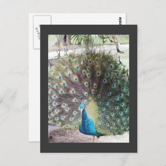 Pfau Postkarte (Vorne/Hinten)