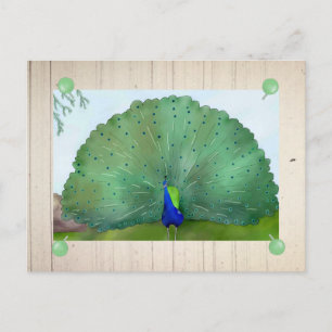 Pfau Postkarte