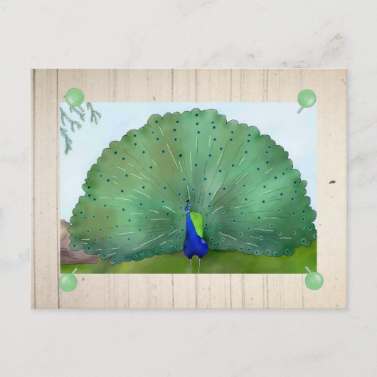 Pfau Postkarte (Vorderseite)