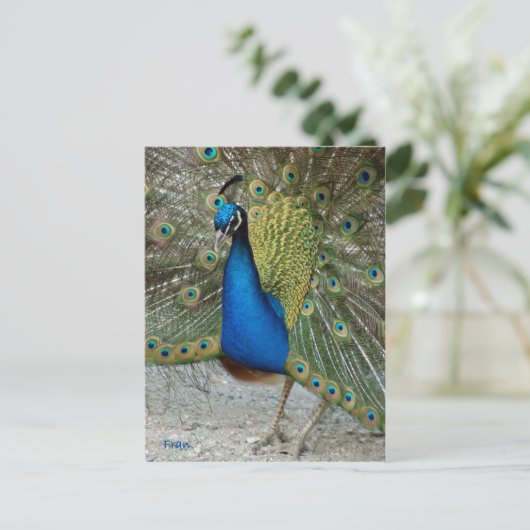 Pfau Postkarte (Stehend Vorderseite)
