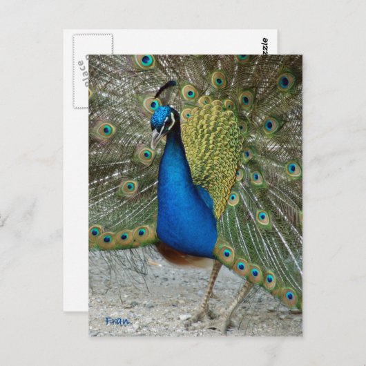 Pfau Postkarte (Vorne/Hinten)