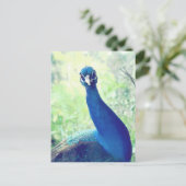 Pfau Postkarte (Stehend Vorderseite)