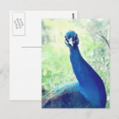 Pfau Postkarte (Vorne/Hinten)