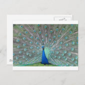 Pfau Postkarte (Vorne/Hinten)