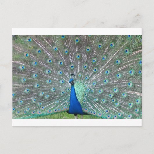 Pfau Postkarte (Vorderseite)