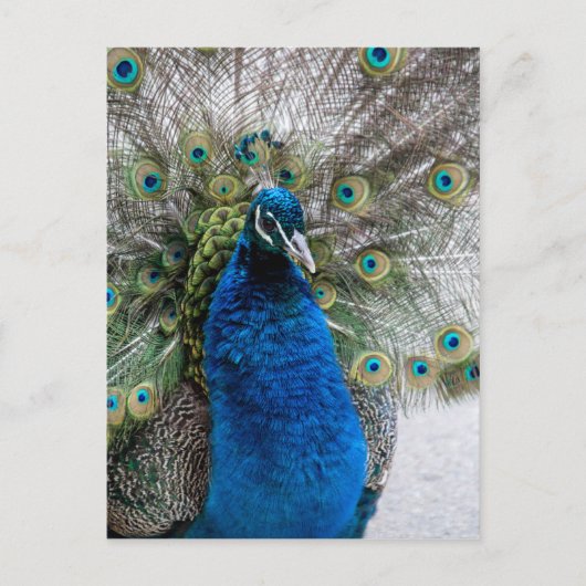 Pfau Postkarte (Vorderseite)