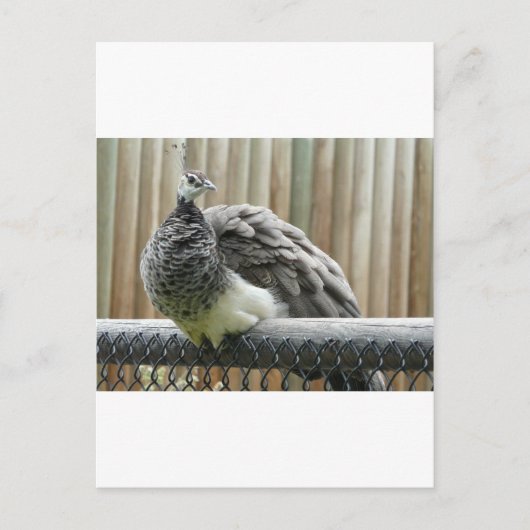 Pfau Postkarte (Vorderseite)