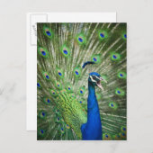 Pfau Postkarte (Vorne/Hinten)