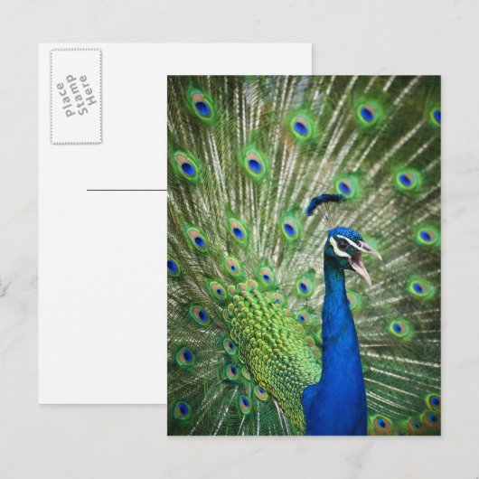 Pfau Postkarte (Vorne/Hinten)