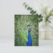 Pfau Postkarte (Stehend Vorderseite)