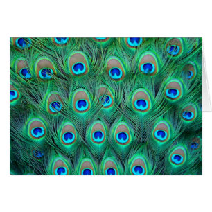 Pfau-Pracht