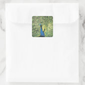 Pfau Quadratischer Aufkleber (Tasche)