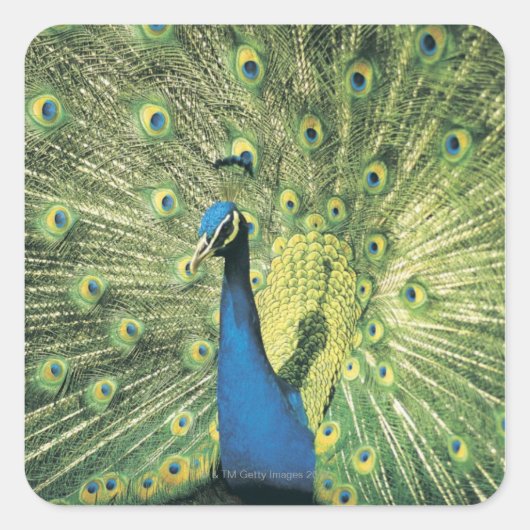 Pfau Quadratischer Aufkleber (Vorderseite)