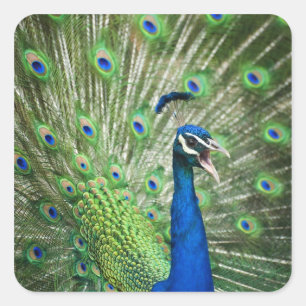 Pfau Quadratischer Aufkleber
