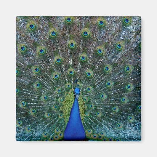 Pfau, quadratischer Magnet (Vorne)