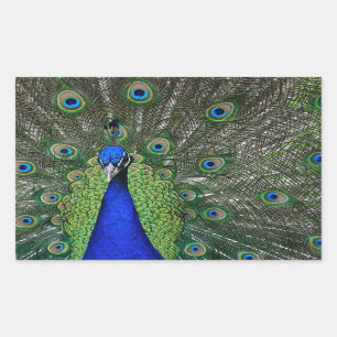 Pfau Rechteckiger Aufkleber