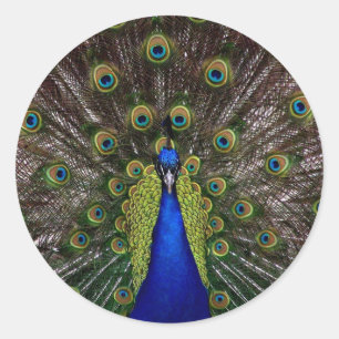 Pfau Runder Aufkleber
