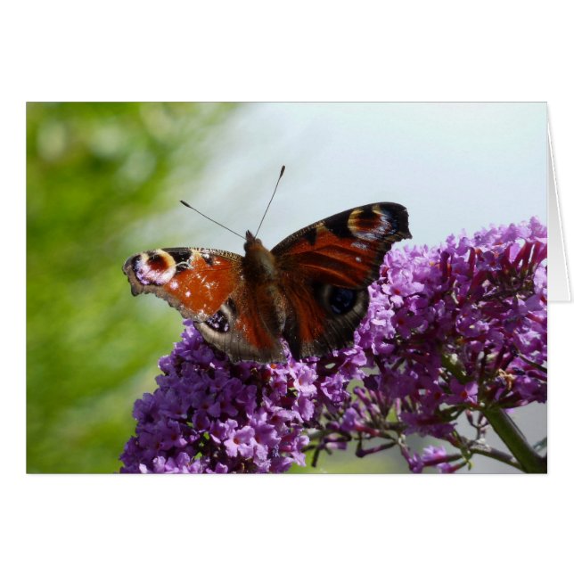 Pfau-Schmetterling 2 (Vorderseite (Horizontal))