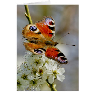 Pfau-Schmetterling - Schmetterling auf