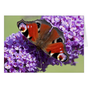 Pfau-Schmetterlings-Karte