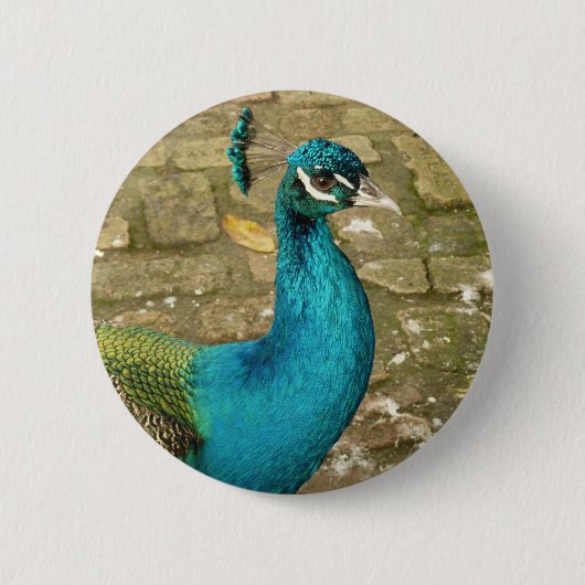 Pfau Schöne Naturfotografie Button (Vorderseite)