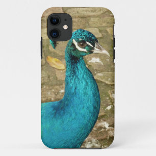 Pfau Schöne Naturfotografie iPhone 11 Hülle