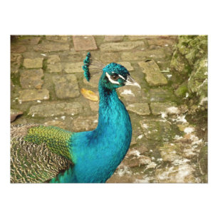 Pfau Schöne Naturfotografie Fotodruck