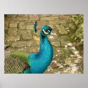 Pfau Schöne Naturfotografie Poster
