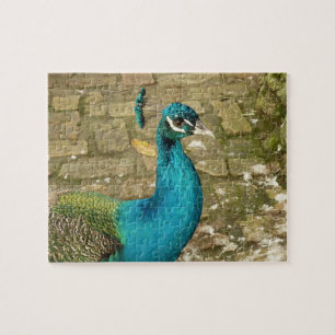 Pfau Schöne Naturfotografie Puzzle