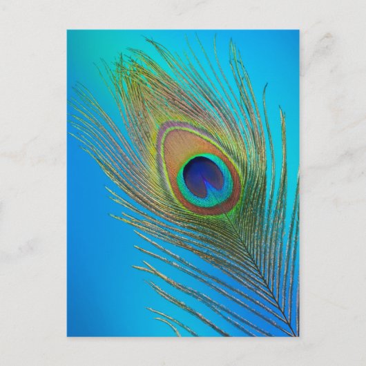 Pfau-Schwanz-Feder Postkarte (Vorderseite)
