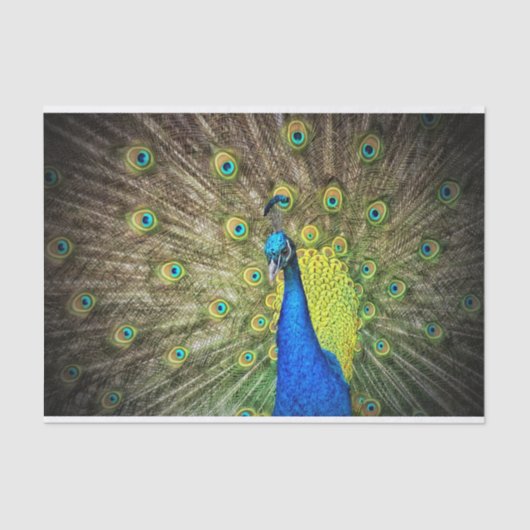 Pfau Seidenpapier (Vorderseite)