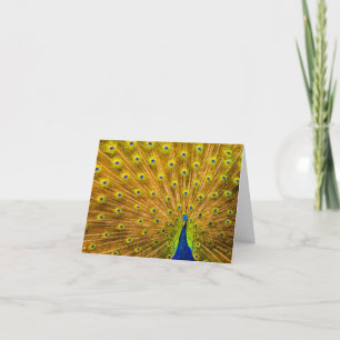 Pfau, Silberfälle, Kauai, Hawaii