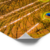 Pfau, Silberfälle, Kauai, Hawaii Poster (Ecke)