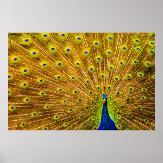 Pfau, Silberfälle, Kauai, Hawaii Poster (Vorne)